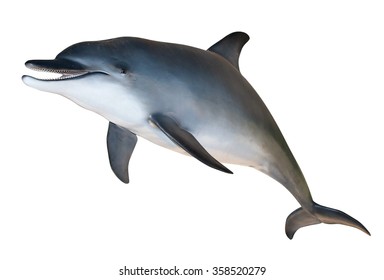 Dolphin White Sreen