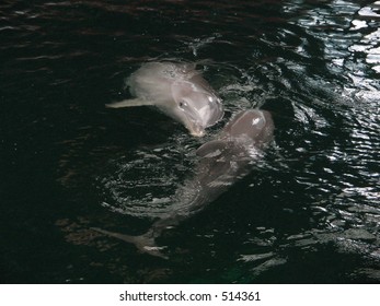 dolphins