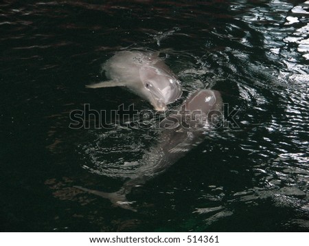 dolphins