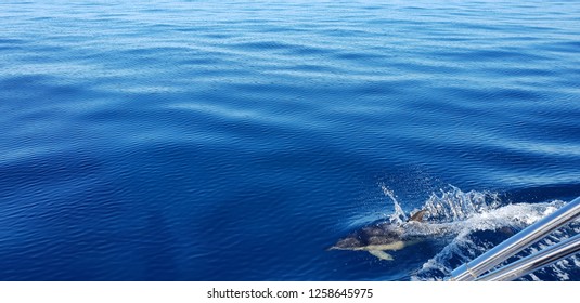 Dolphins In The Algarve Portugal 