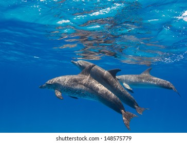 Dolphins in the Bahamas