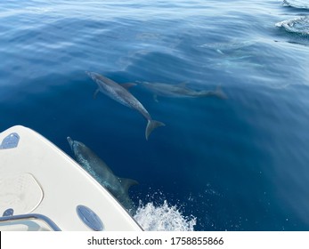 Dolphins And Boat At Fort Lauderdale, Florida