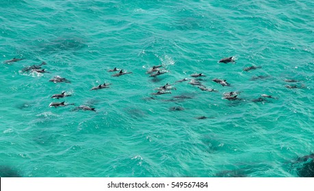 Dolphins, Byron Bay Australia