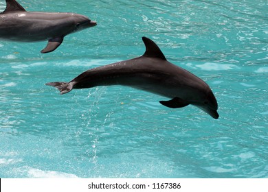 Dolphins Captured At Florida.