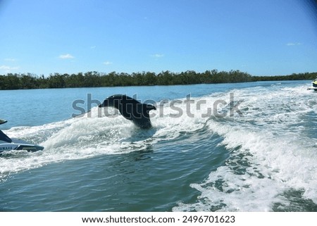 Dolphins captured while jet skiing. So exciting!