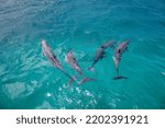Dolphins in clear blue water in Fernando de Noronha, Brazil.