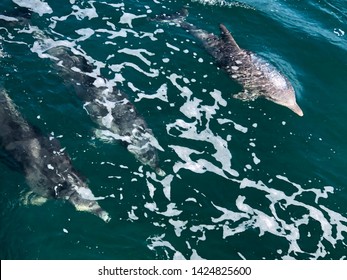 Dolphins cruising in the ocean at Jervis Bay