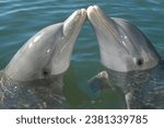                                 Dolphins at the Delfinario de Cienfuegos