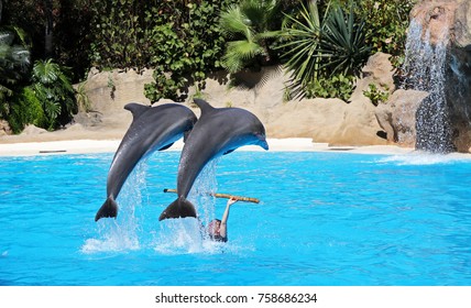 Dolphins In A Dolphinarium