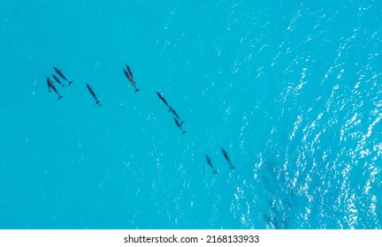 Dolphins From Drone Shot In Maldives