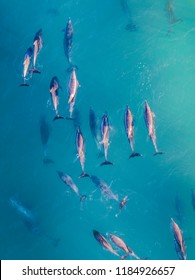 Dolphins Drone Tropical