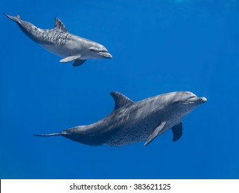 Dolphins family (baby and mother) swimming in water of the blue tropical sea - Shutterstock ID 383621125