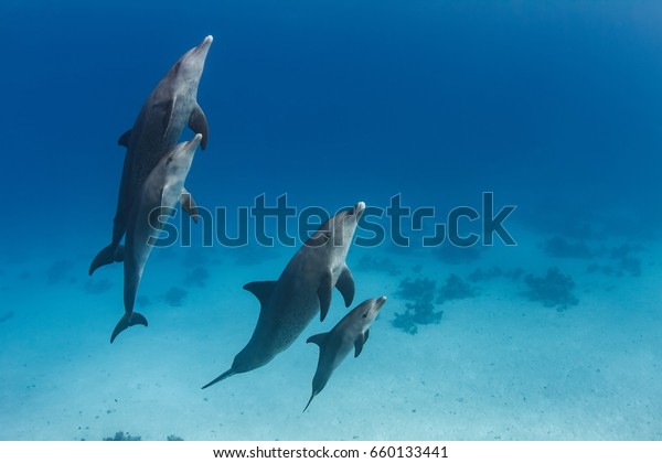 A dolphins family pod of four animals with baby\
dolphin that staying close with its mom  underwater. Blue water\
wildlife background of Red\
Sea