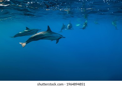 Dolphins Family Swimming In Indian Ocean Near Mauritius Island