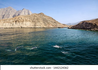 Dolphins And Fjords Sea View, Oman, Khasab. Musandam Peninsula.