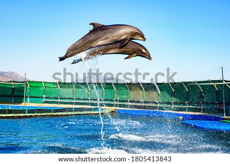 dolphins jump very high out of the water