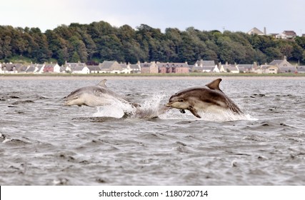 Dolphins Jumping In Inverness Fjord.  Tursiop Truncatus. 
Scotland UK