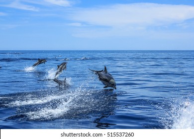 Dolphins Jumping In Mexico. Isla Espiritu Santo Near La Paz, In Baja California.