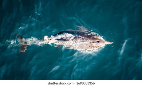 Dolphins Jumping At Sea Taken From Above