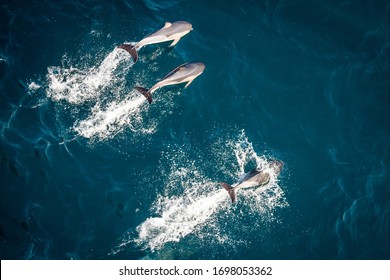 Dolphins Jumping At Sea Taken From Above