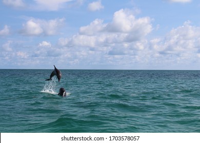 Dolphins At Key West Florida