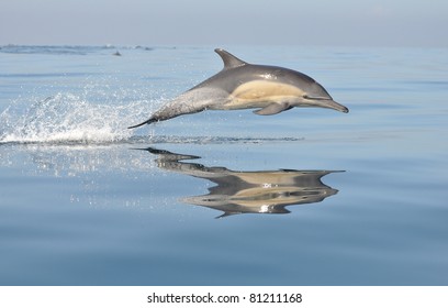 Dolphins Leaping At Sea