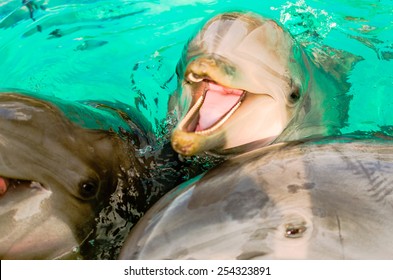 dolphin free look camera