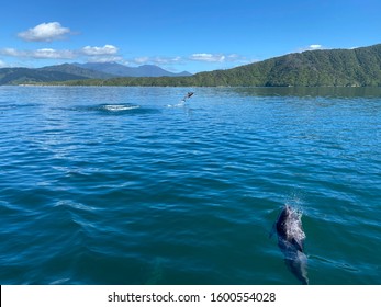 Dolphins Near Picton New Zealand