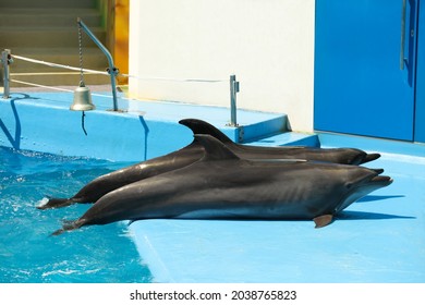 Dolphins Near Pool At Marine Mammal Park