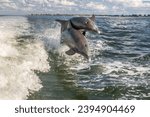 Dolphins near Sanibel Island, Florida, USA