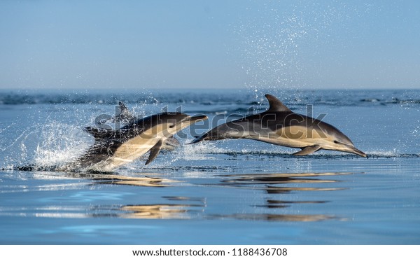 Dolphins in the ocean. Dolphins\
swim and jumping out of water. The Long-beaked common dolphin.\
Scientific name: Delphinus capensis. False Bay. South\
Africa.