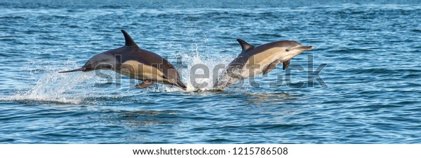 Dolphins in the ocean. Dolphins\
swim and jumping out of water. The Long-beaked common dolphin.\
Scientific name: Delphinus capensis. False Bay. South\
Africa.
