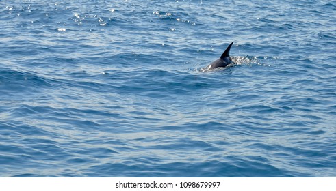 Dolphins Ocean Zanzibar Tanzania 