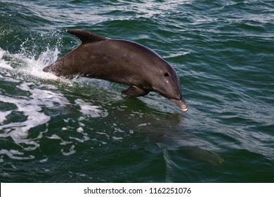 Dolphins Off The Coast Of Clearwater Beach FL