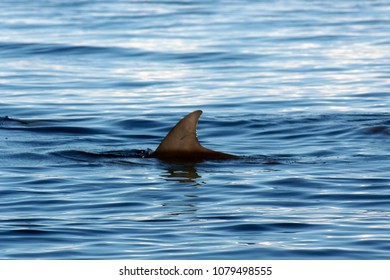 Dolphins Off Zanzibar