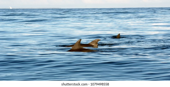 Dolphins Off Zanzibar