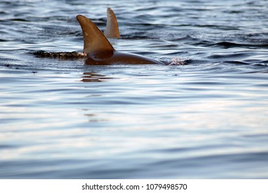 Dolphins Off Zanzibar