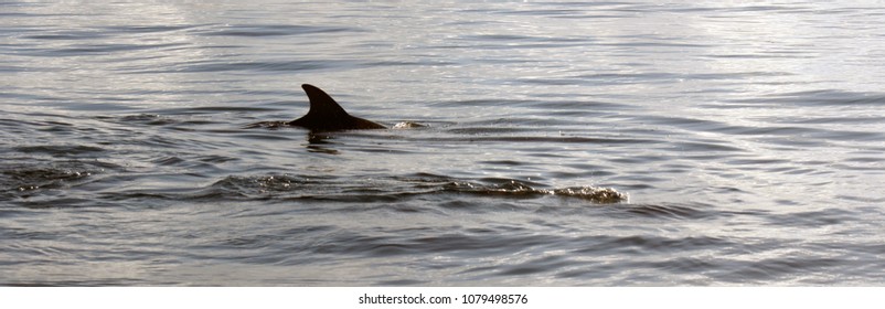 Dolphins Off Zanzibar