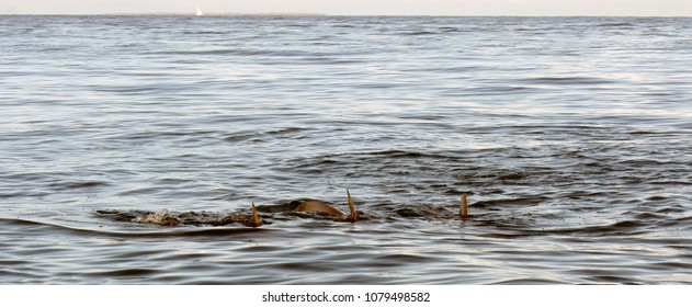 Dolphins Off Zanzibar