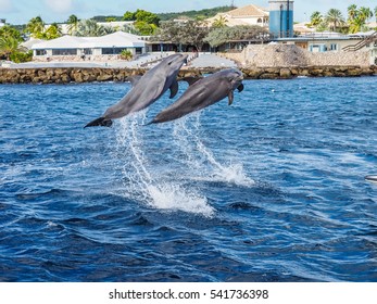 Dolphins In The Open Water Outside The Sea Aquarium 