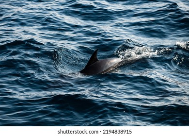 Dolphins In The Pacific Ocean. Wild Dolphins Jumping In The Waves Of The Open Ocean