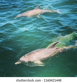 Dolphins In The Pensacola Bay