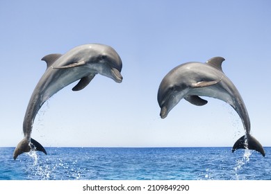 Dolphins are in the photo. The most interesting moments.