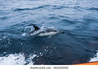 Dolphins Photographed In Cornwall, UK