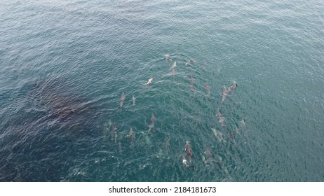 Dolphins Playing  From Above Drone