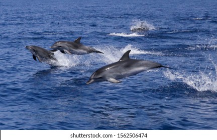 Dolphins Playing In The Ocean