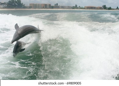 Dolphins Playing In Wake Of Boat Off Saint Petersburg Florida