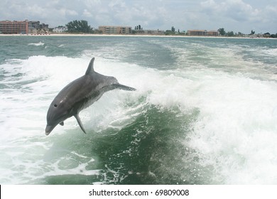 Dolphins Playing In Wake Of Boat Off Saint Petersburg Florida