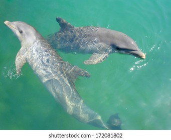 dolphins playing in the water of the carribean sea