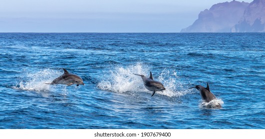 Dolphins playing in the waves - Powered by Shutterstock